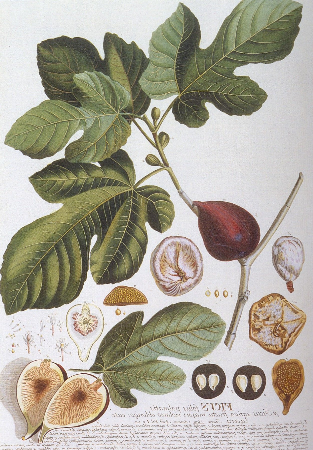 Инжирное дерево Ботаническая иллюстрация