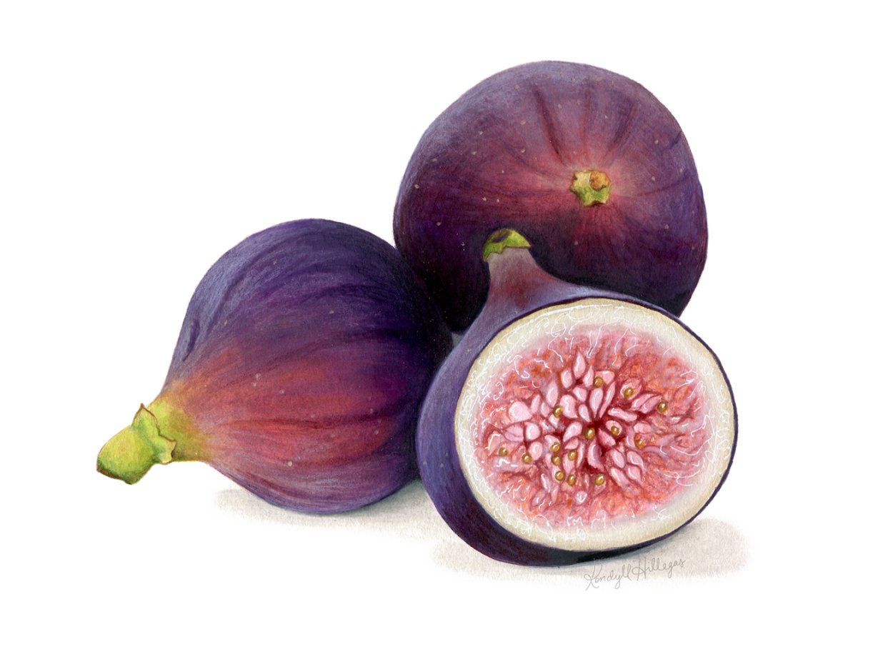 Инжир на белом фоне