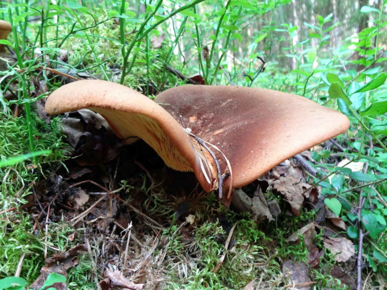 Свинушки грибы большие