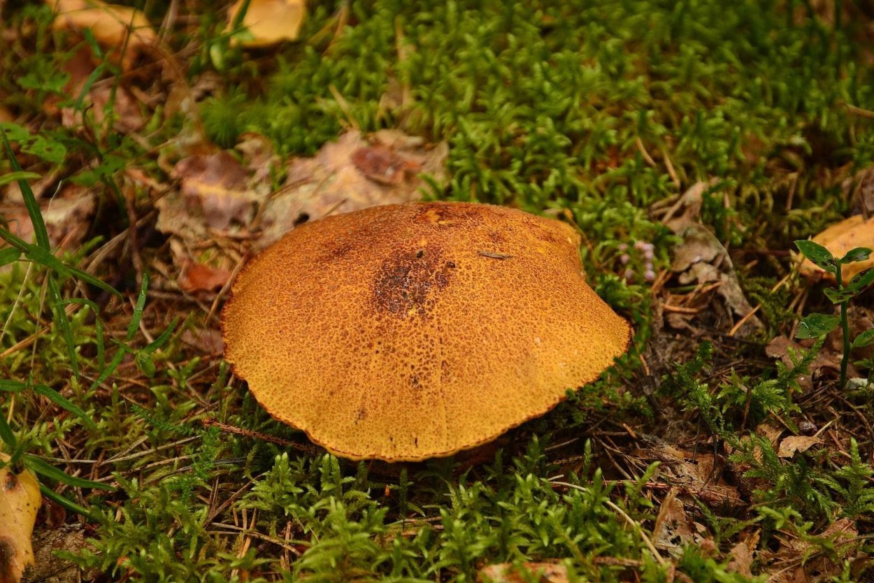 Грибы пластинчатые свинушка тонкая