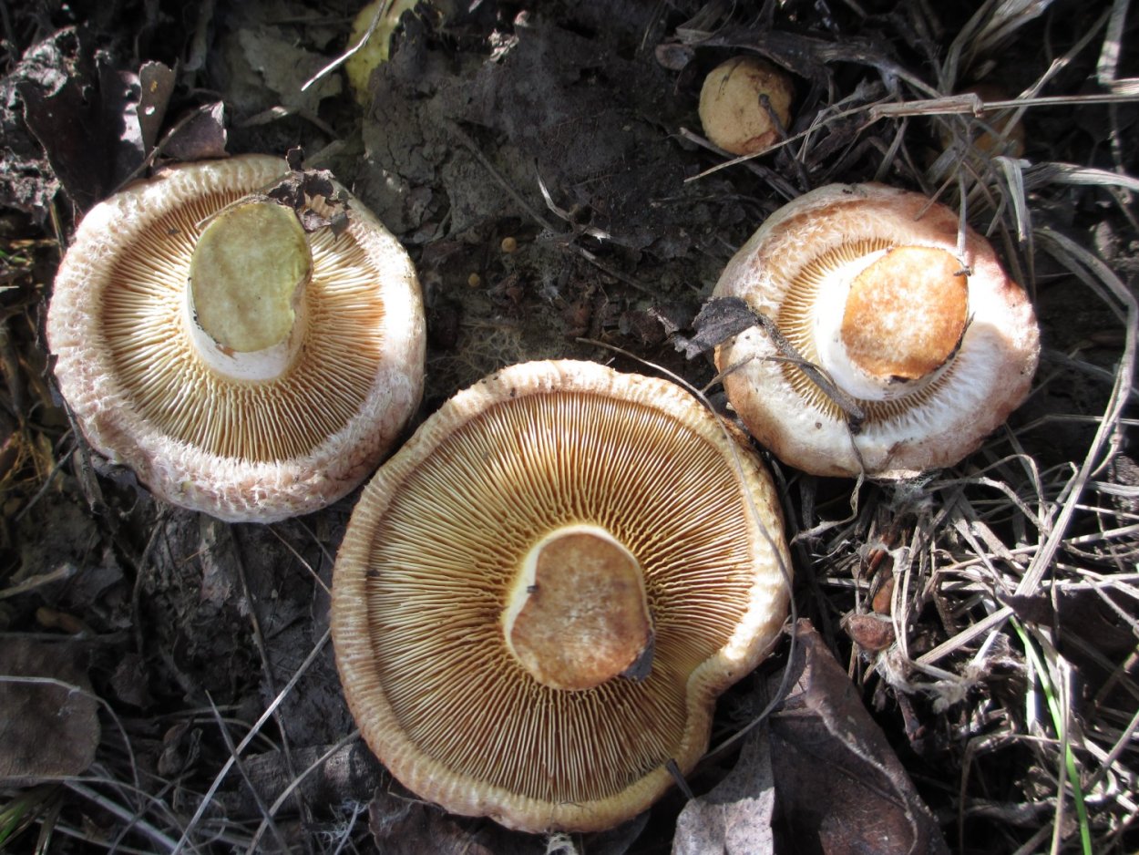 Грибы пластинчатые свинушка тонкая