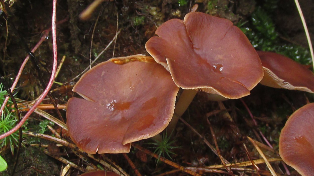 Лисичка обыкновенная гриб