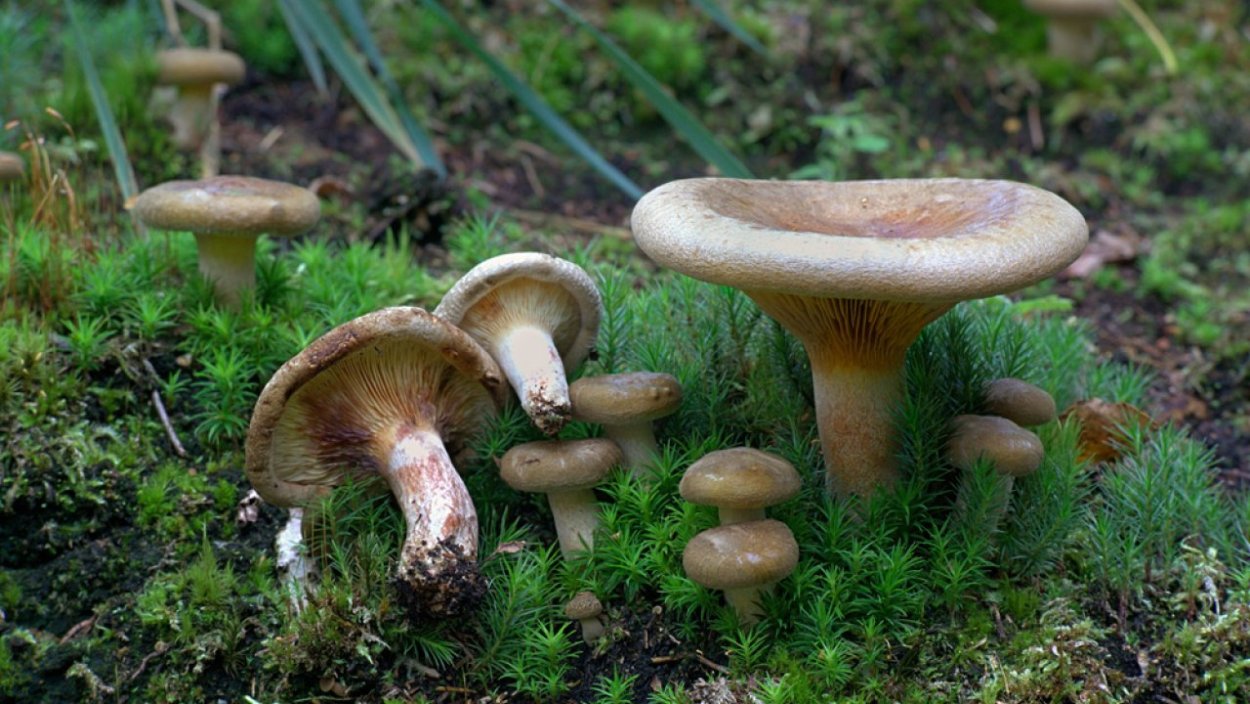 Свинушка тонкая смертельно ядовитый гриб