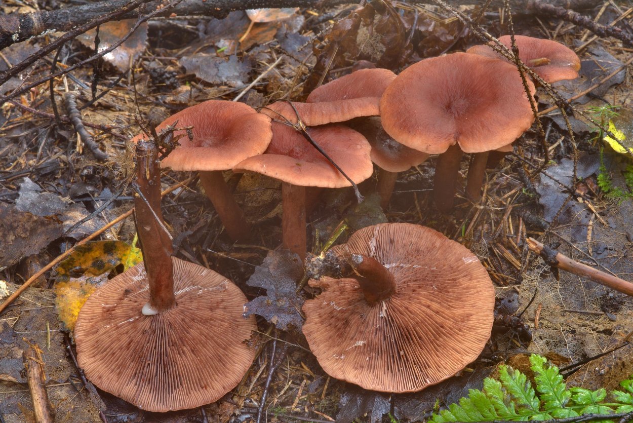Млечники камфарные (Lactarius camphoratus