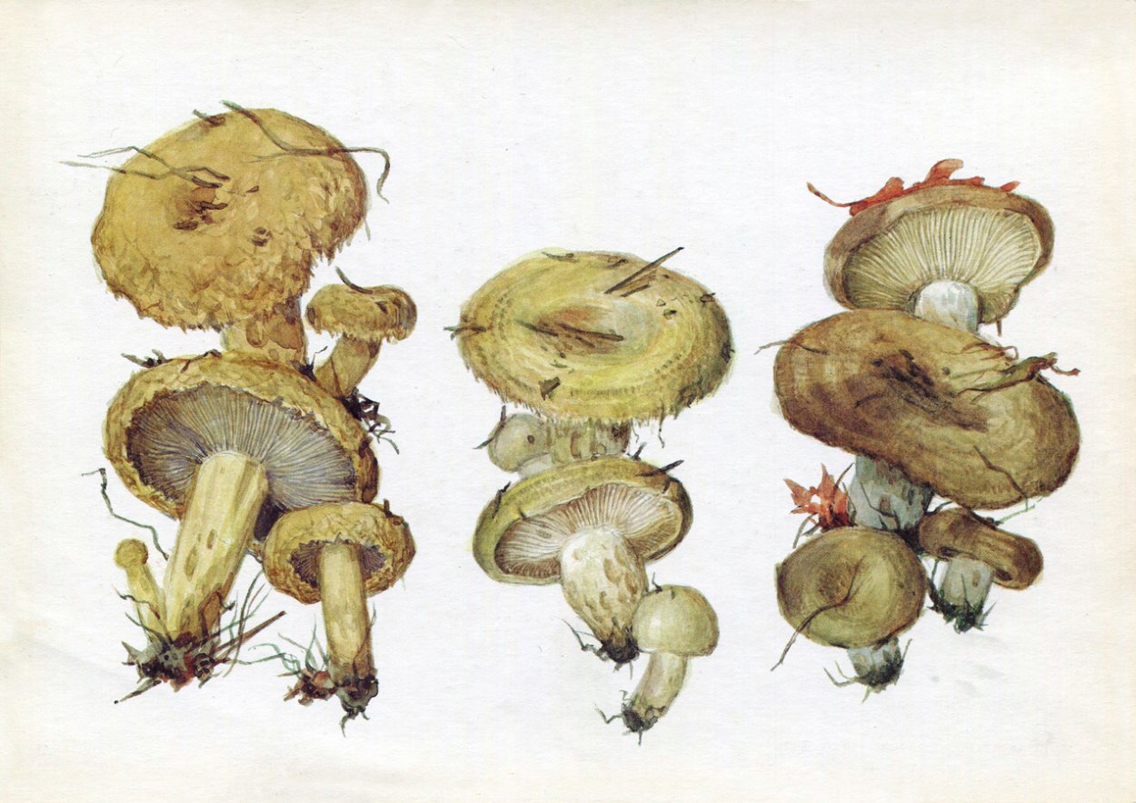 Грузди грибы