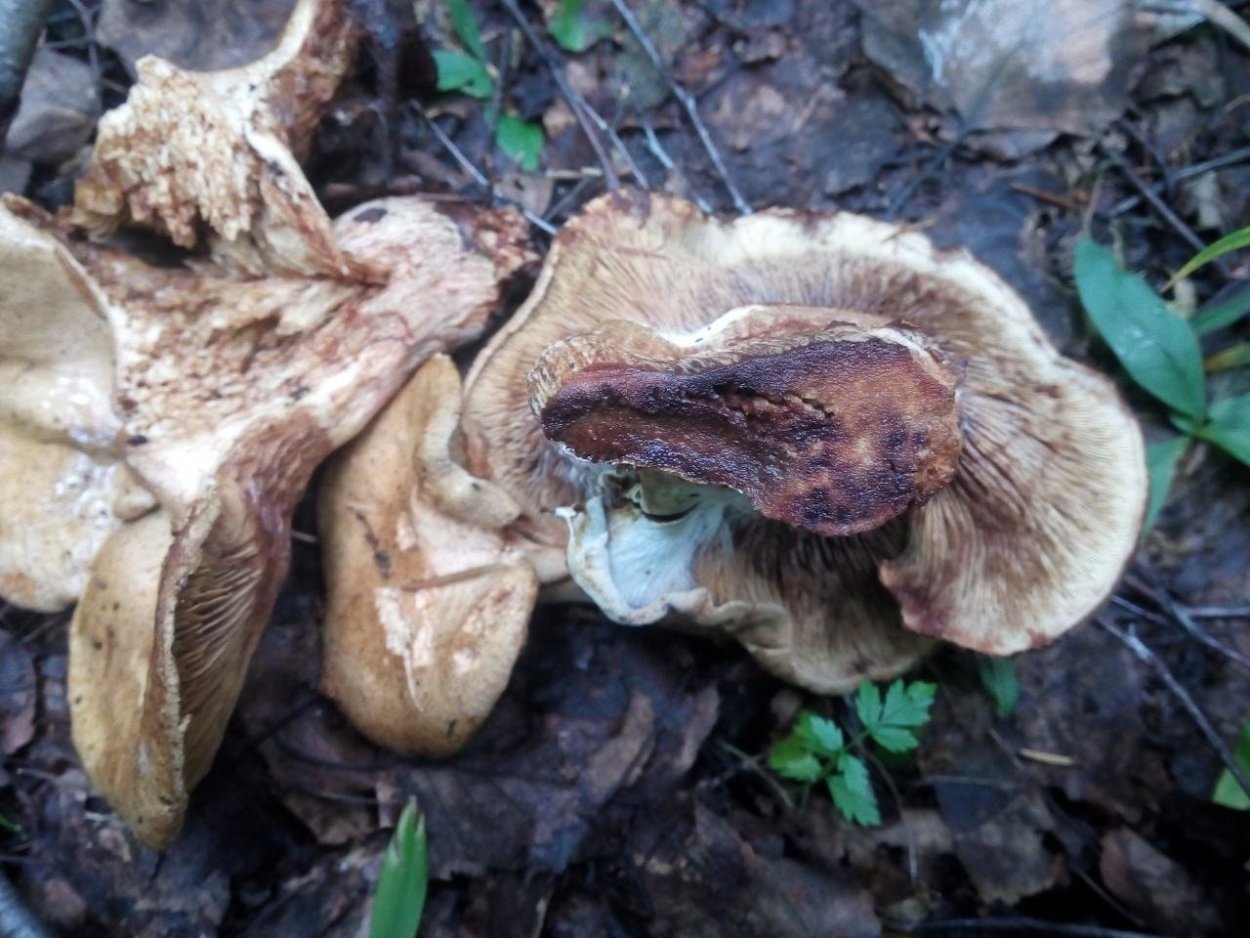 Свинушка гриб белая