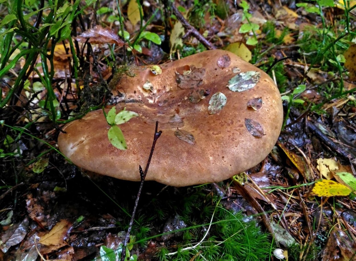 Свинушка Луговая