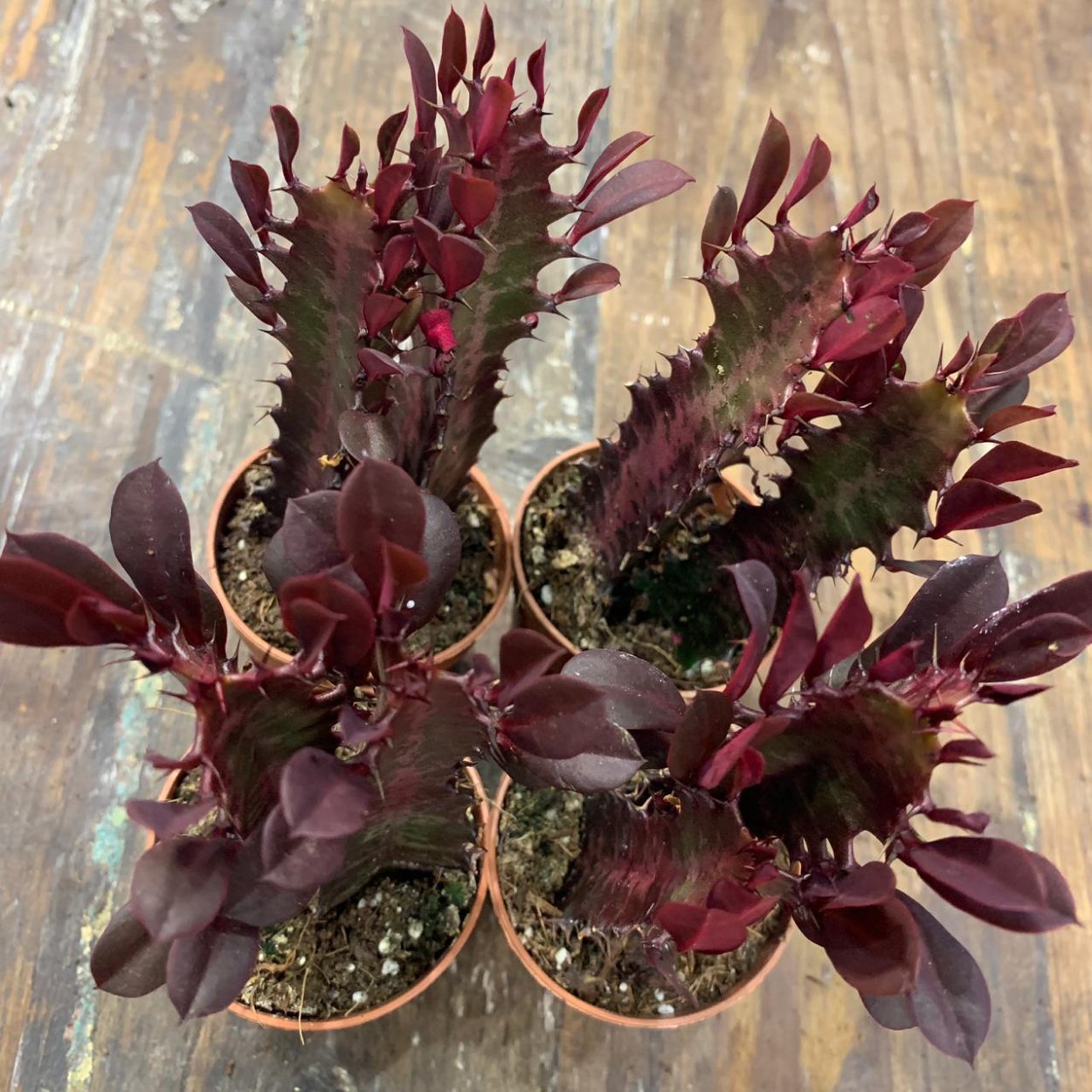 Молочай Trigona rubra