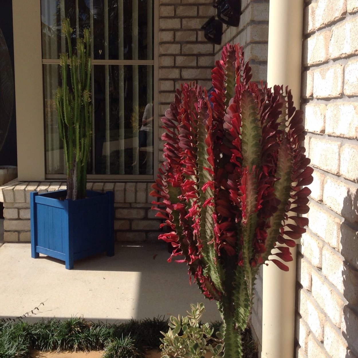 Молочай треугольный Рубра