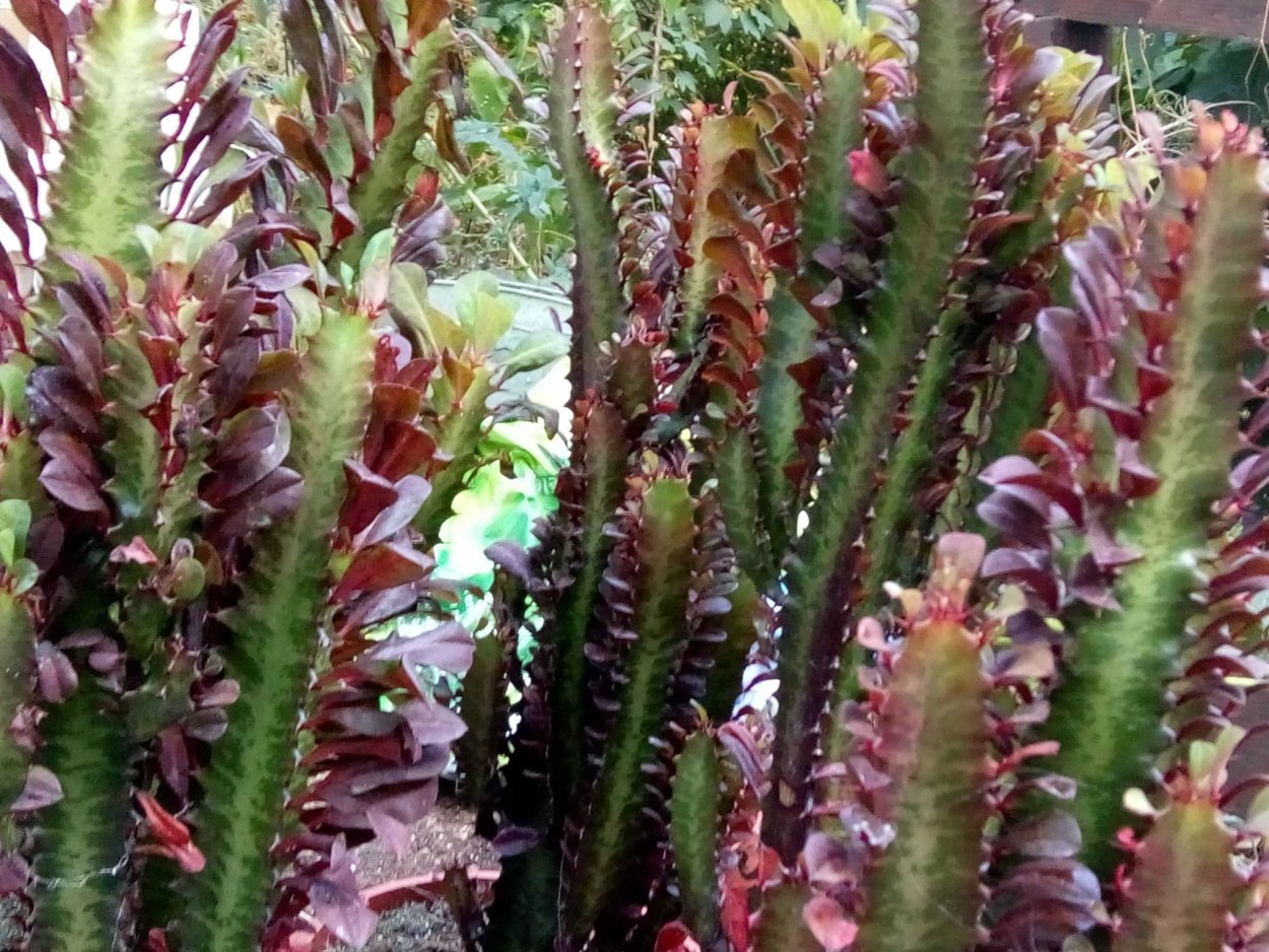 Эуфорбия тригона Рубра