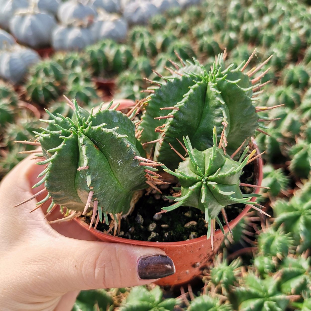 Эуфорбия Пиллансии