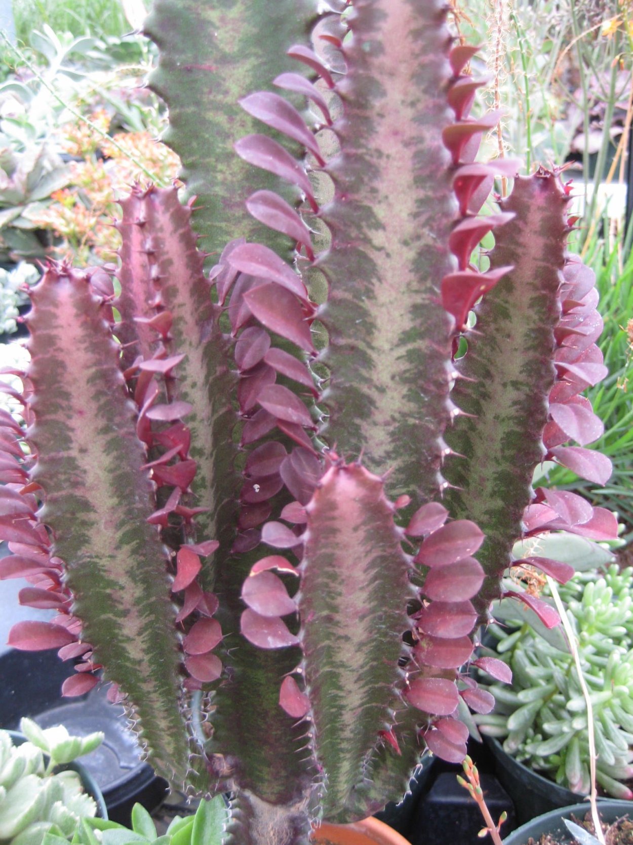 Эуфорбия тригона Рубра