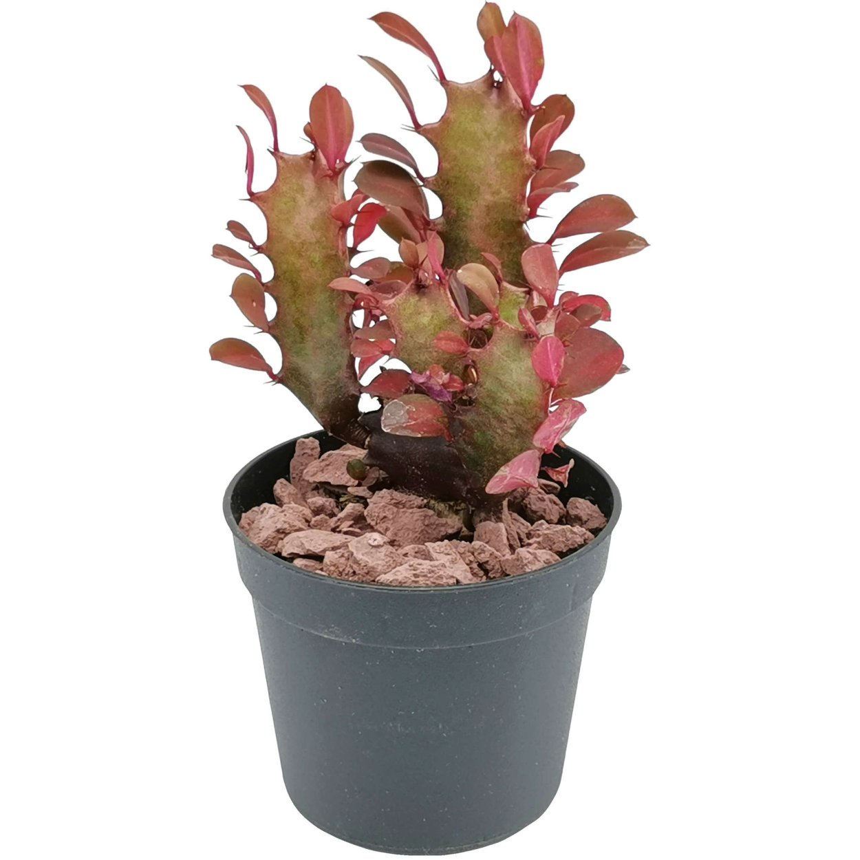 Эуфорбия тригона Рубра