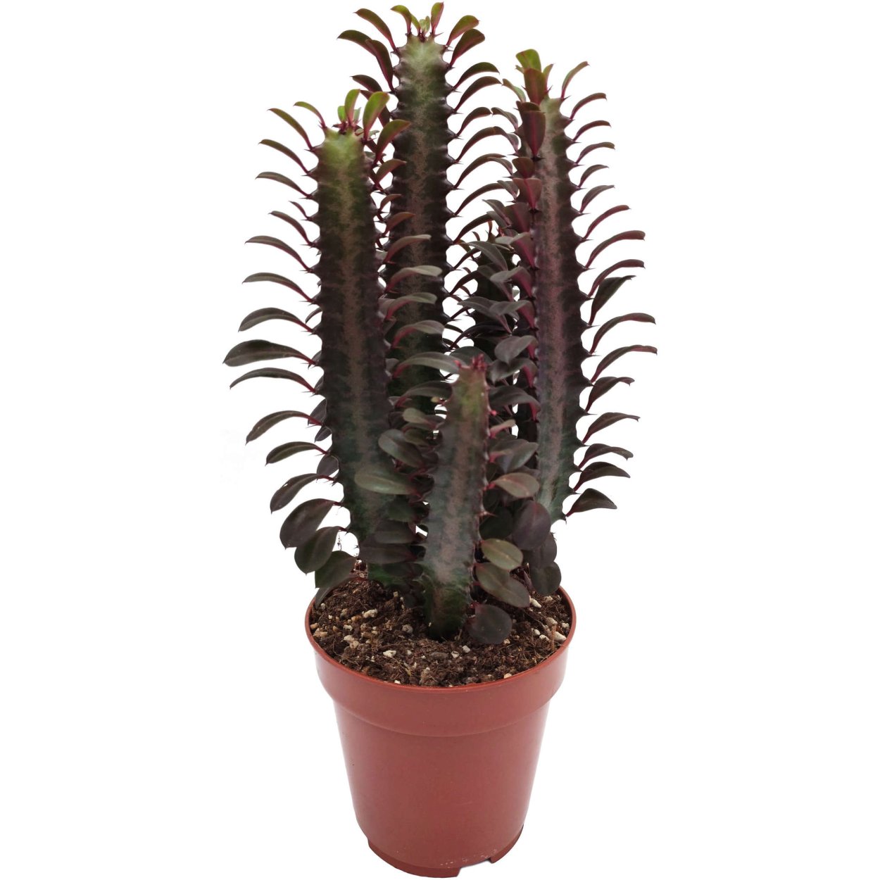 Эуфорбия Рубра