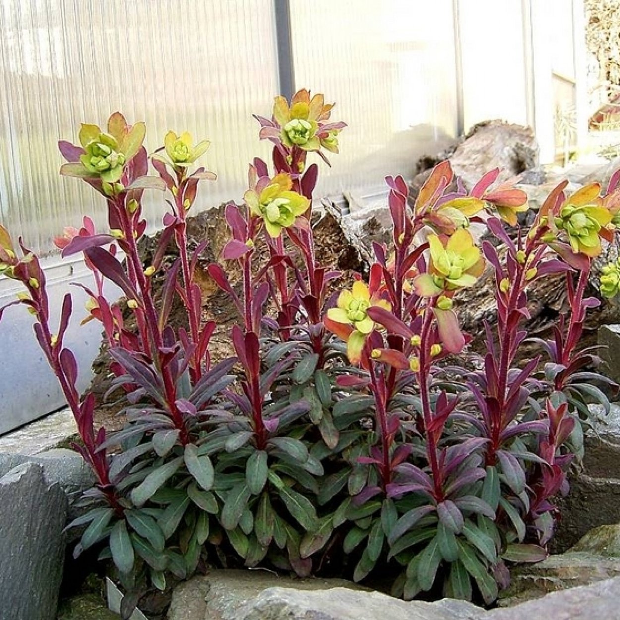 Молочай purpurea