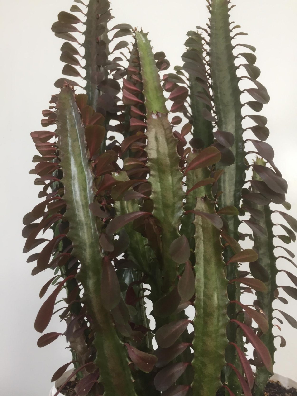 Молочай трёхгранный Рубра