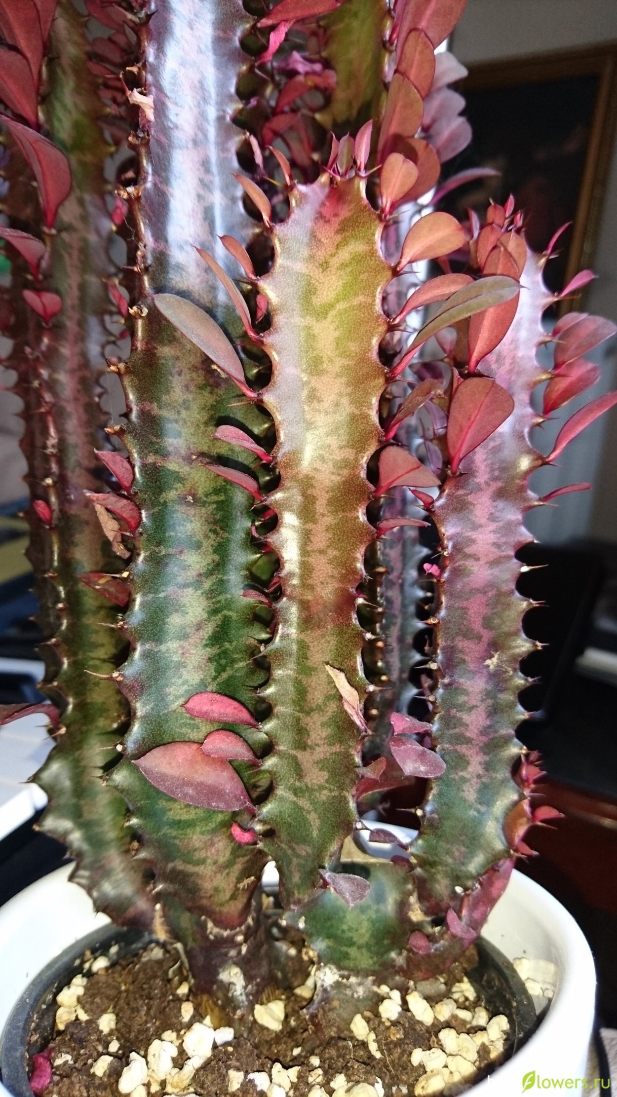 Молочай трехгранный (Euphorbia Trigona