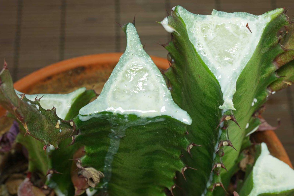 У эуфорбии треугольной верхушки стали коричневыми