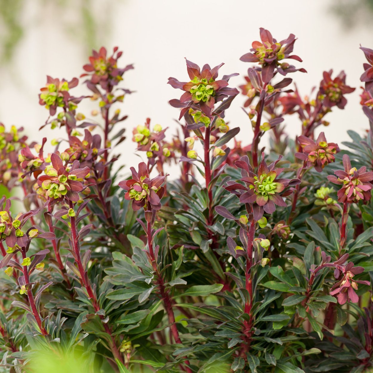 Молочай миндальный Пурпуреа