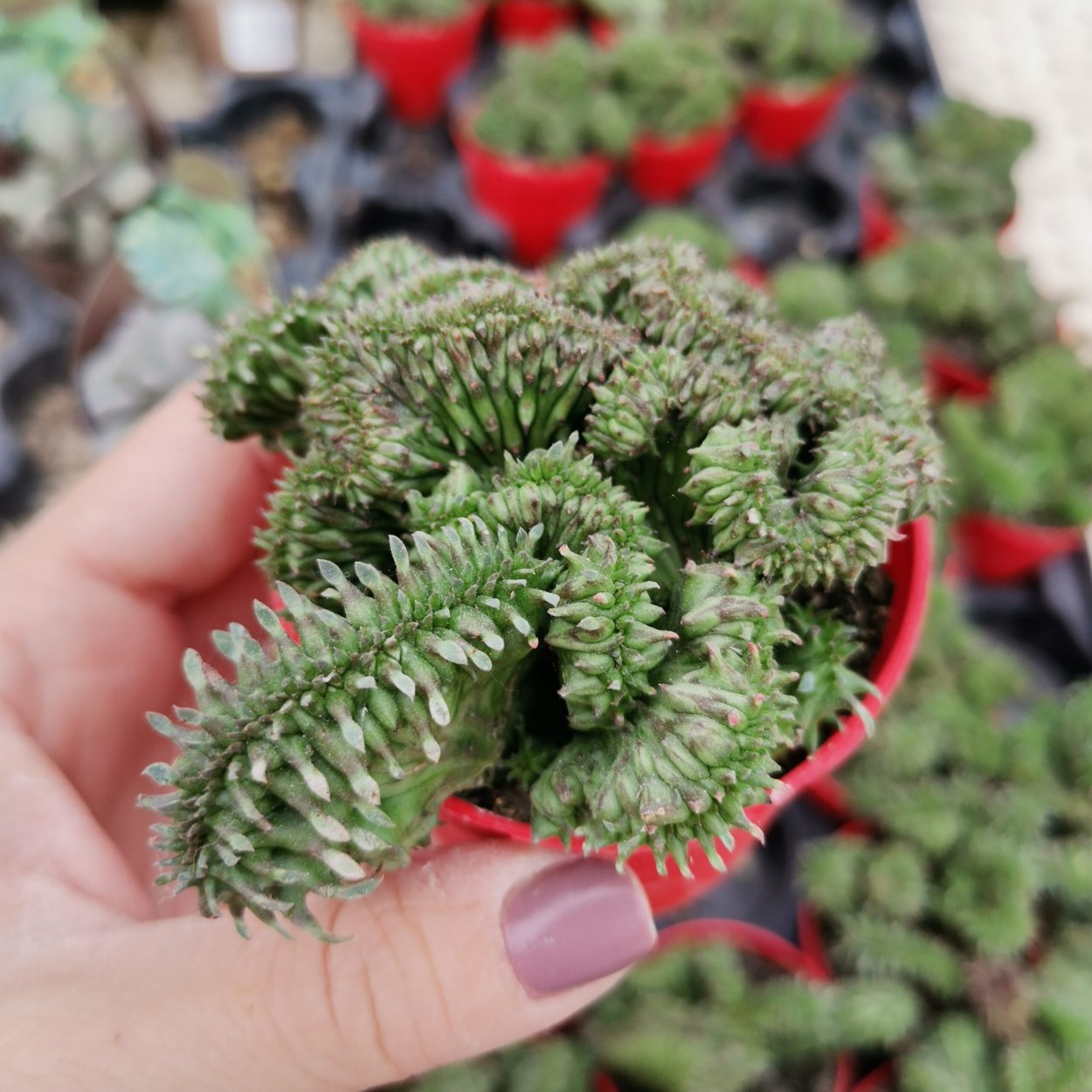 Эуфорбия Грин Кристата