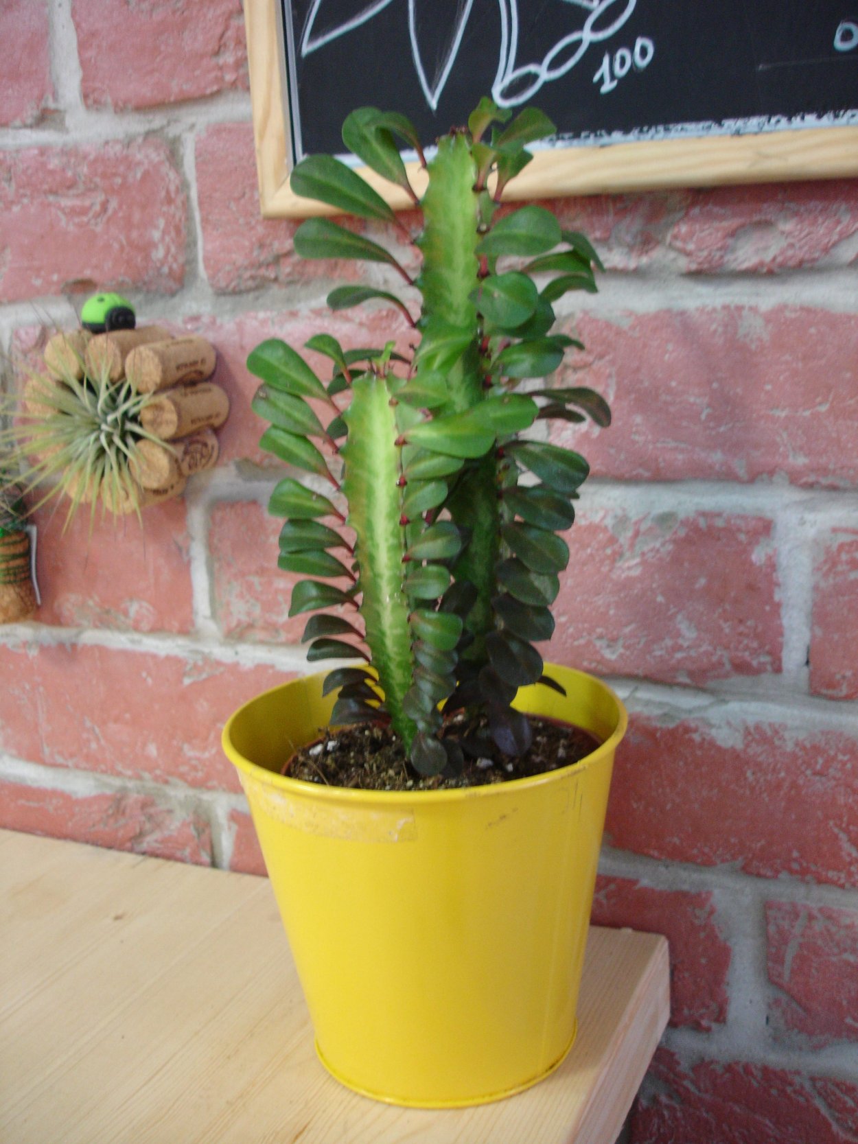 Молочай, Кротон, эуфорбия