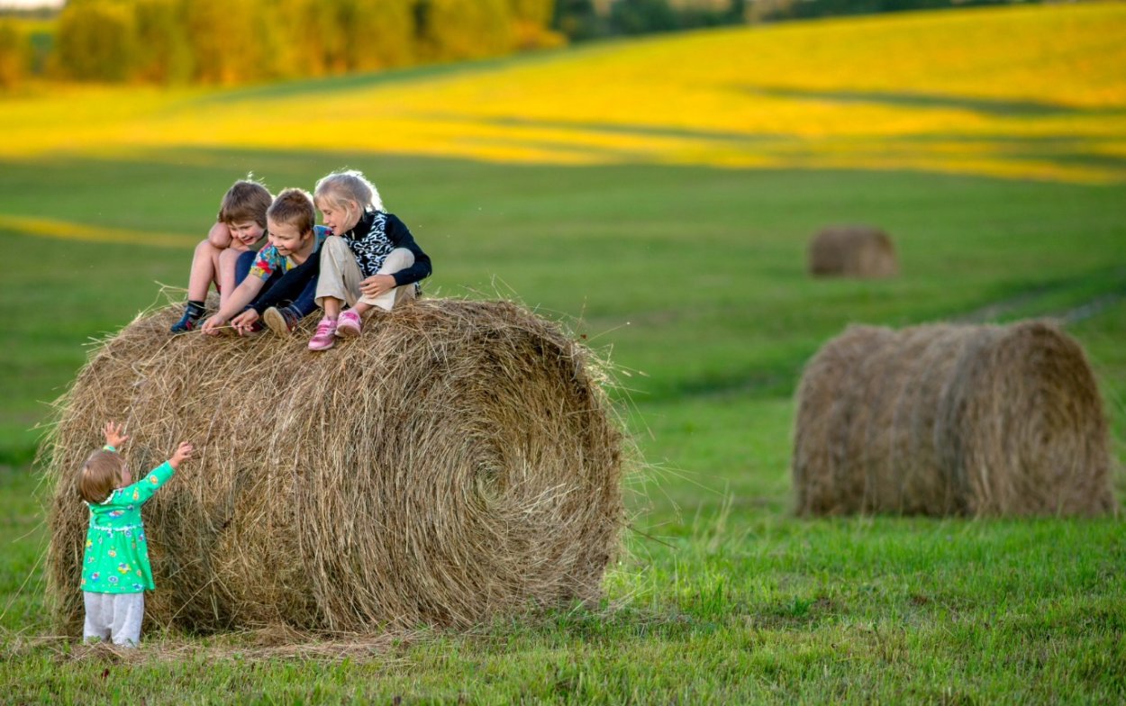 Сено для детей