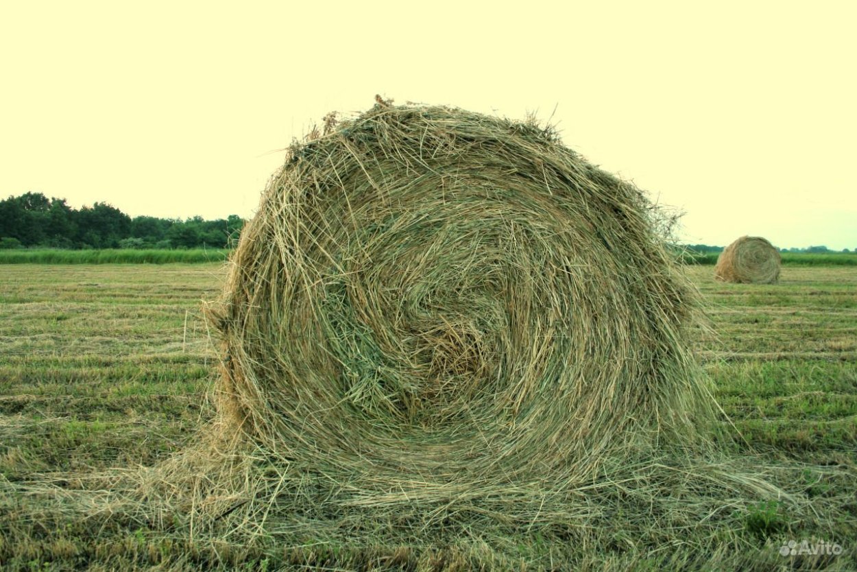 Сено в рулонах и тюках