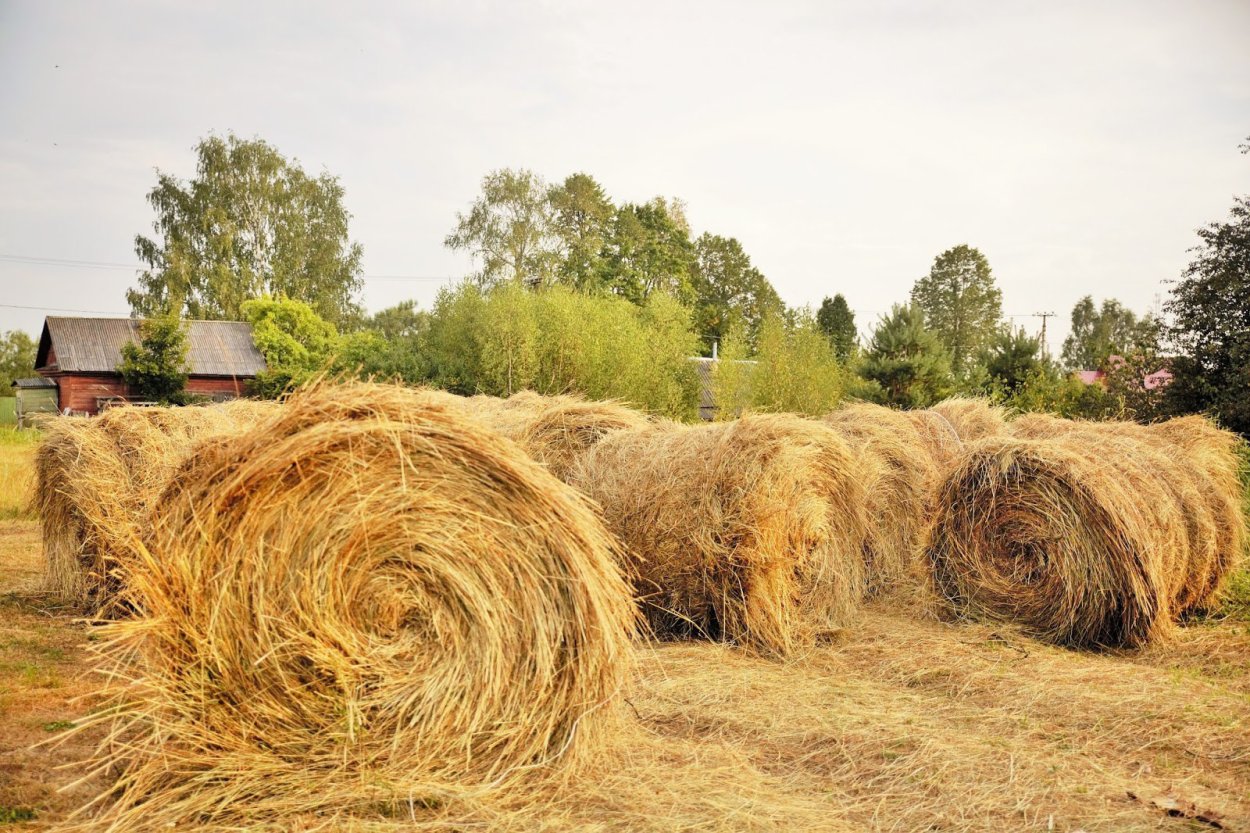 Степан сеновал 15