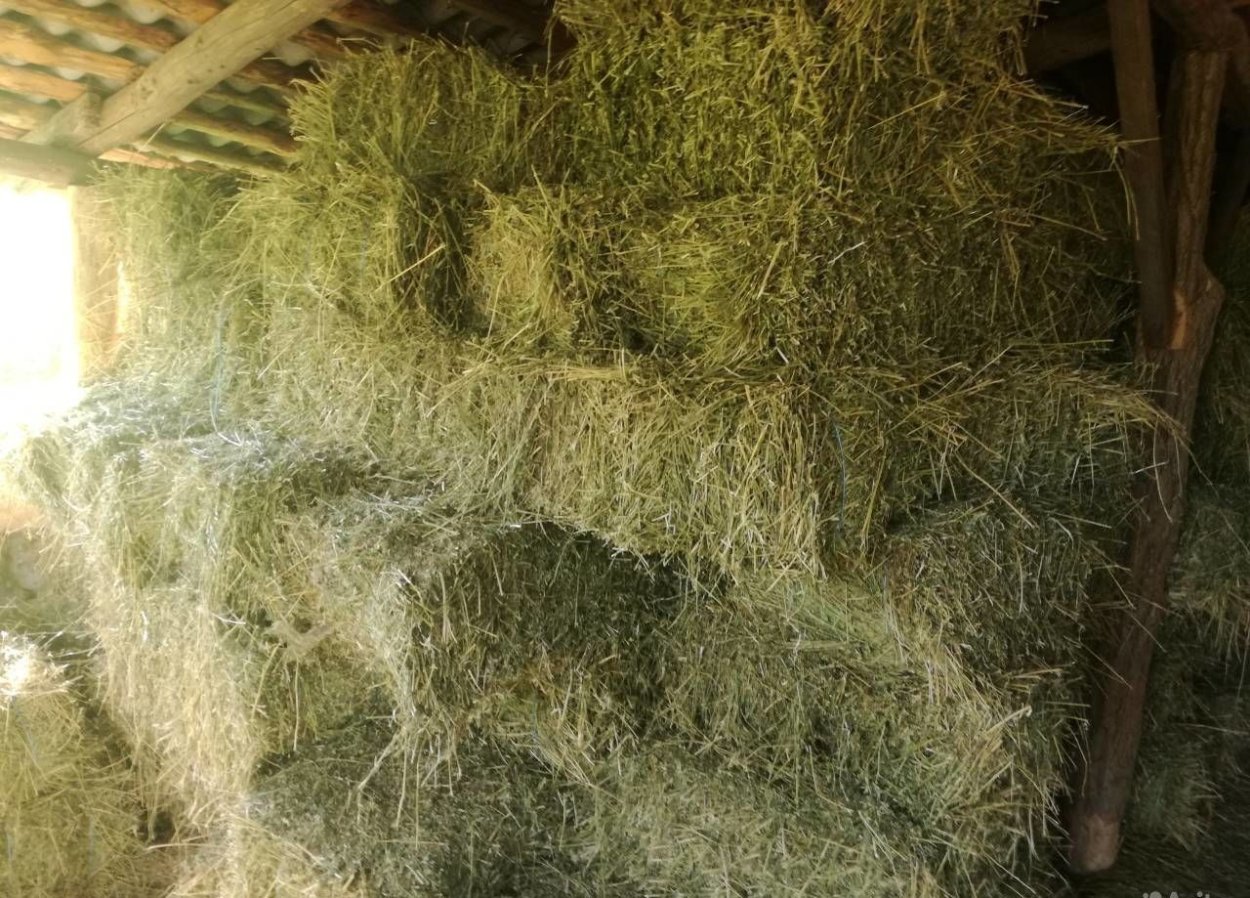 Сено (Клевер+люцерна) 1 тюк