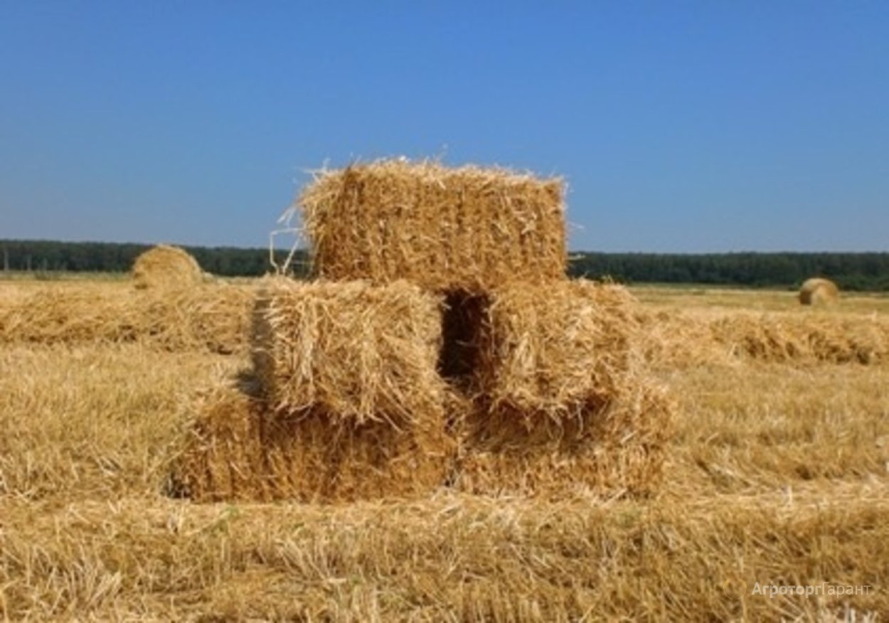 Солома пшеничная тюк (10-12 кг)