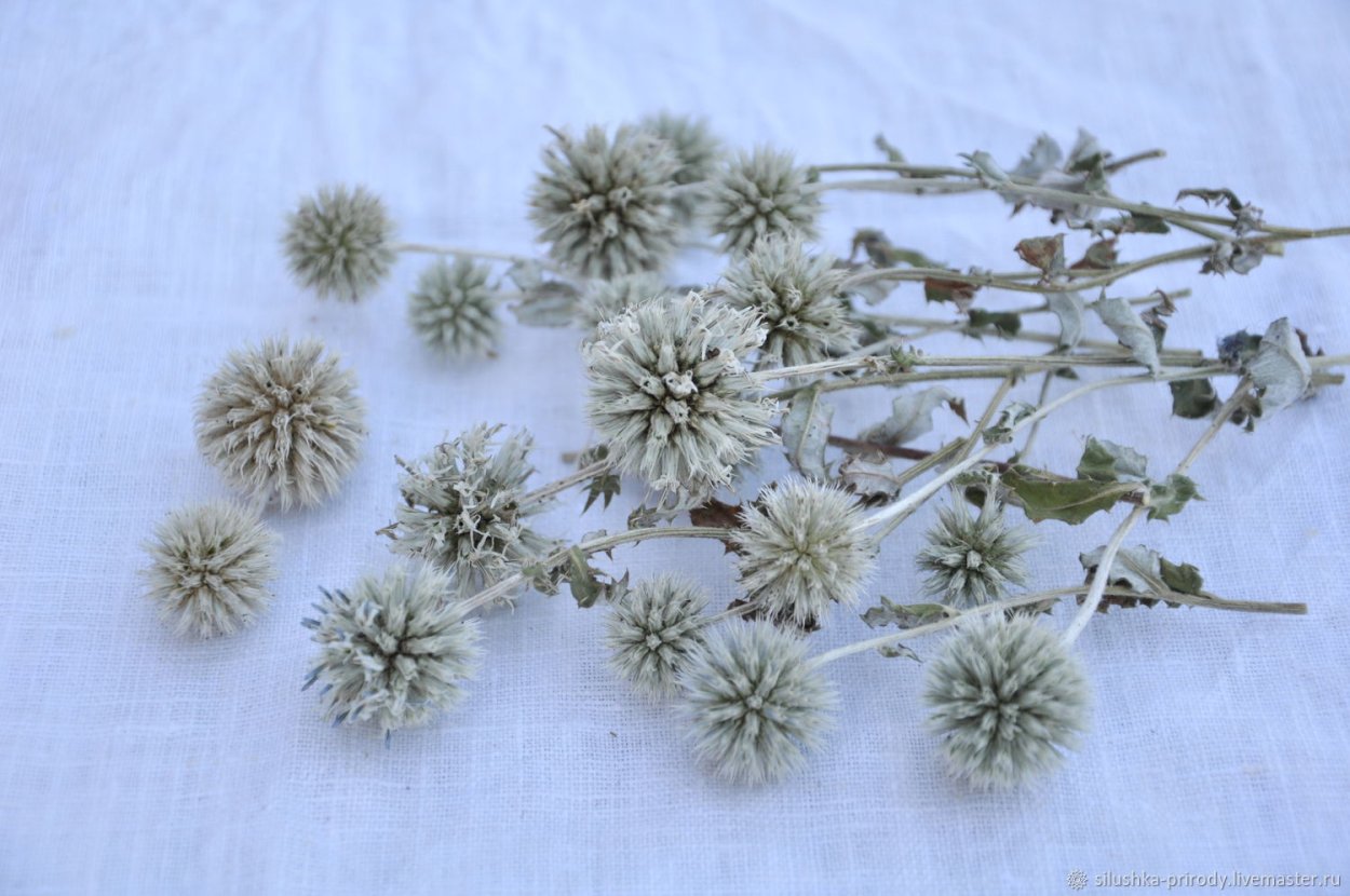 Мордовник сухоцветник