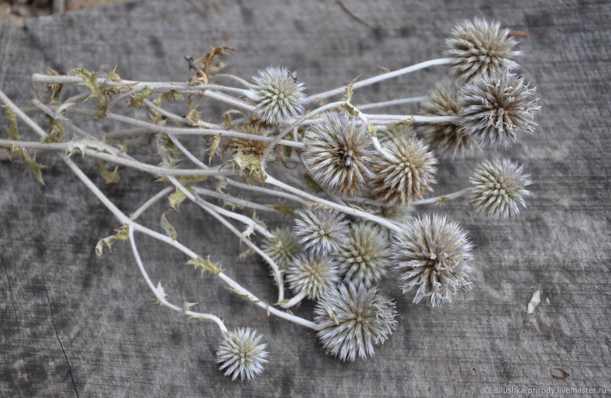 Мордовник Эхинопс сухоцветах