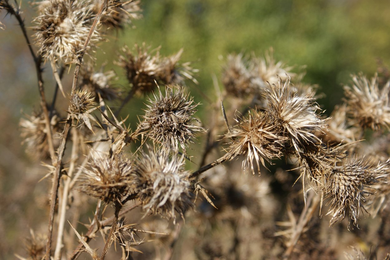 Татарник сухой