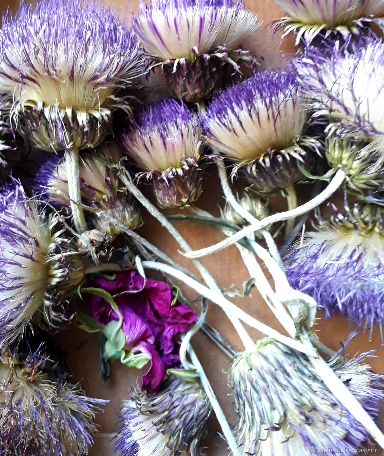 Чертополох cухоцвет