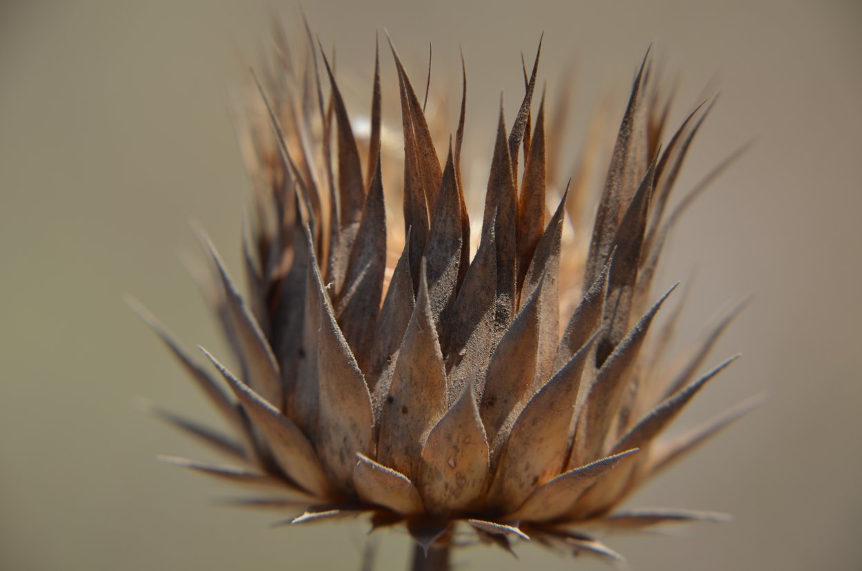 Сухоцветы с шипами