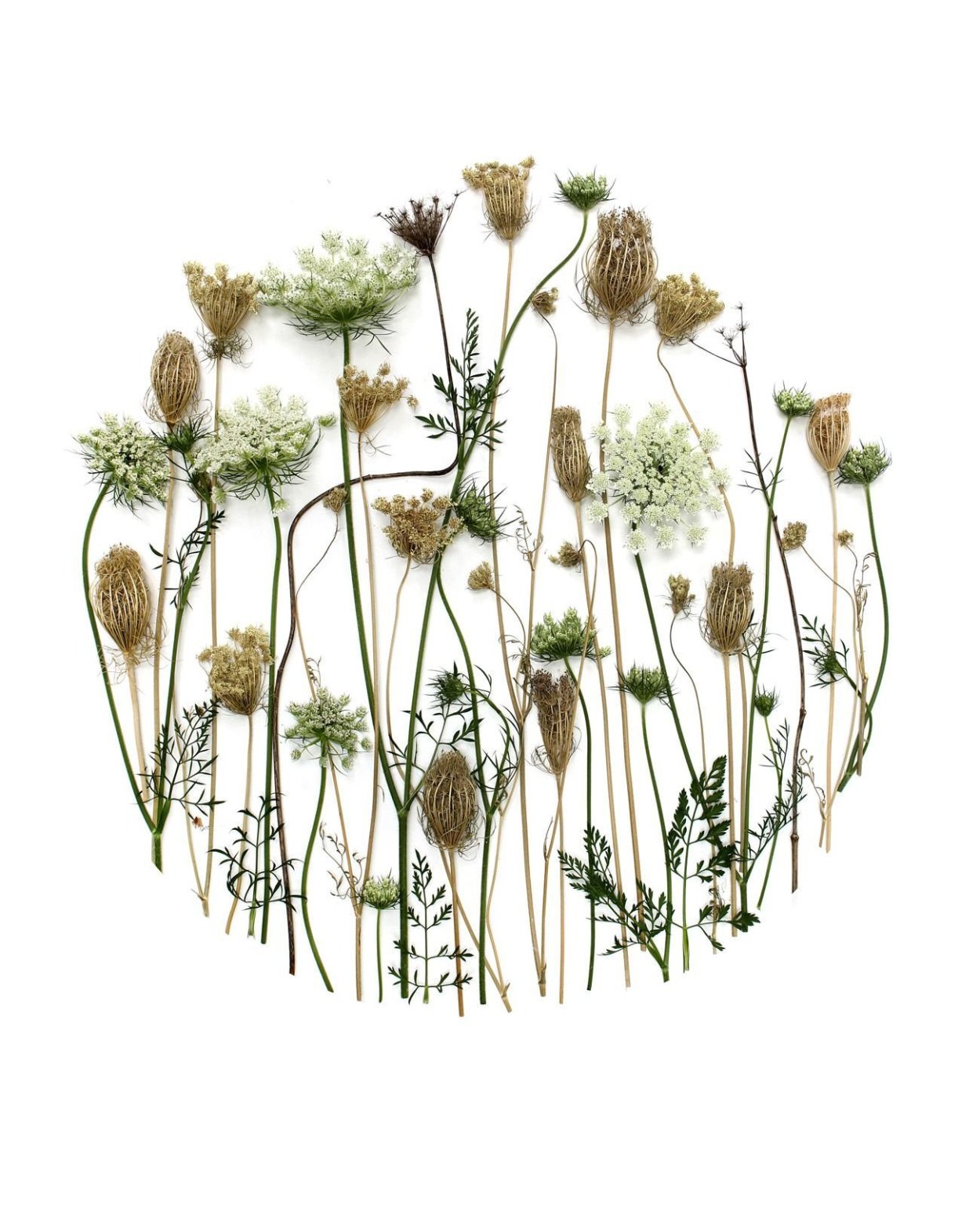 Засушенные цветы