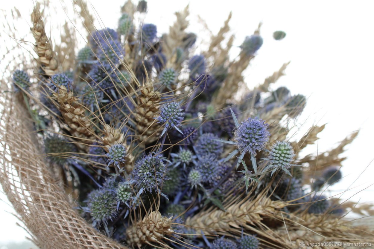 Синеголовник чертополох оберег