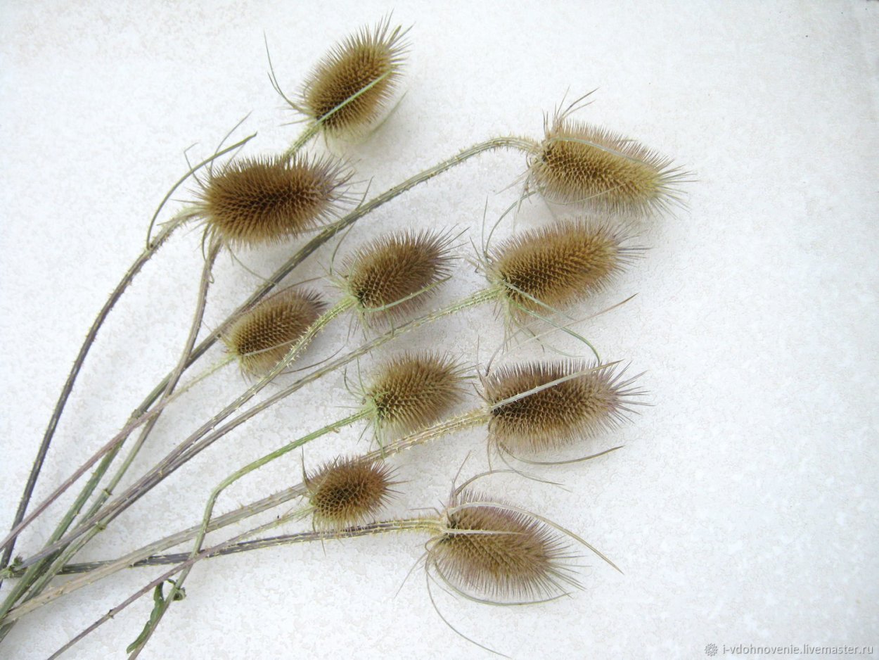 Ворсянка сухоцвет