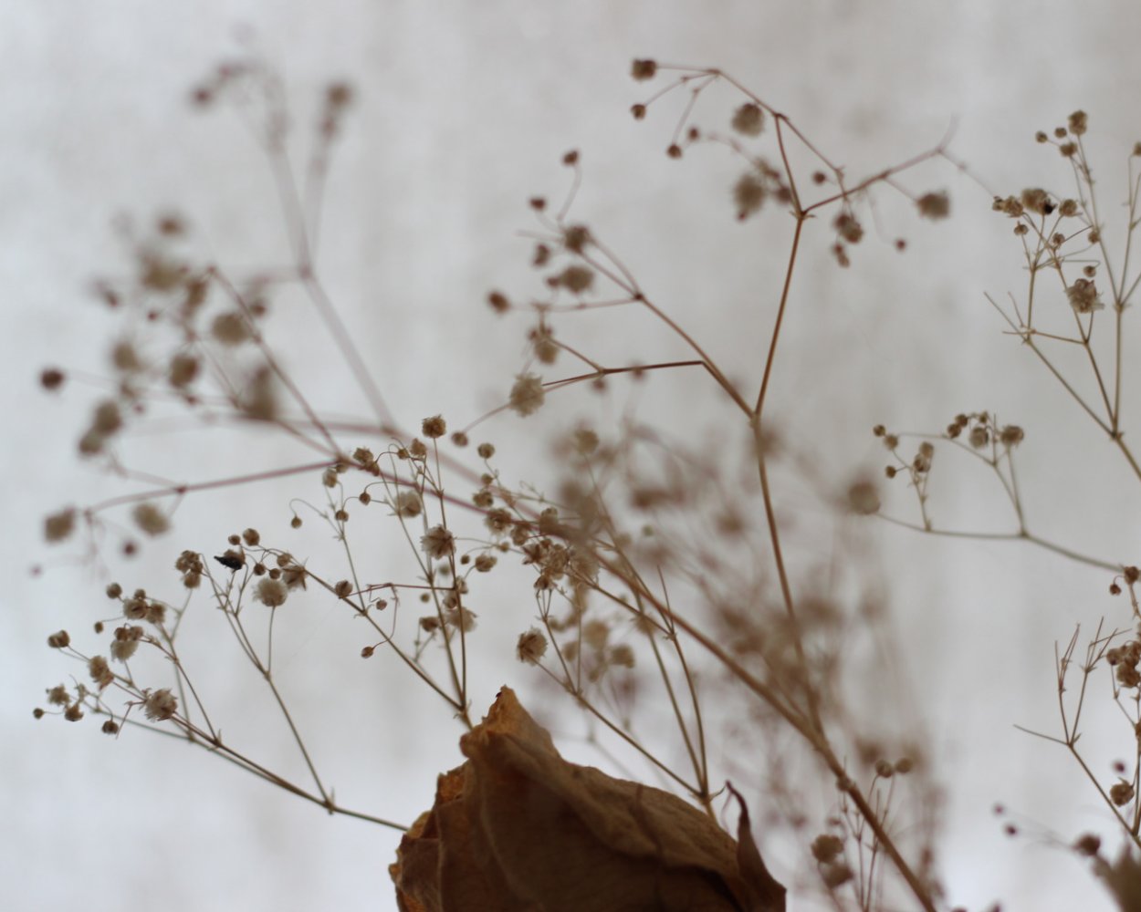 Гипсофила веточка Эстетика