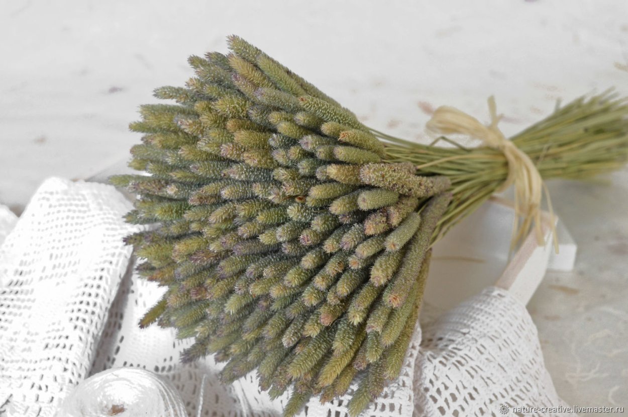 Сивец Луговой сухоцвет?