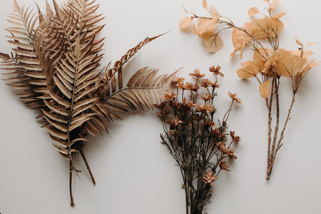 Папоротник сухоцвет