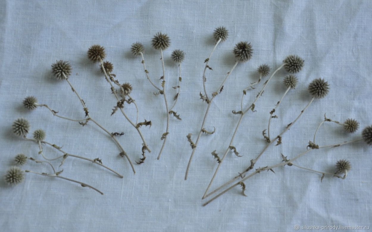 Семена сухоцветов мордовник