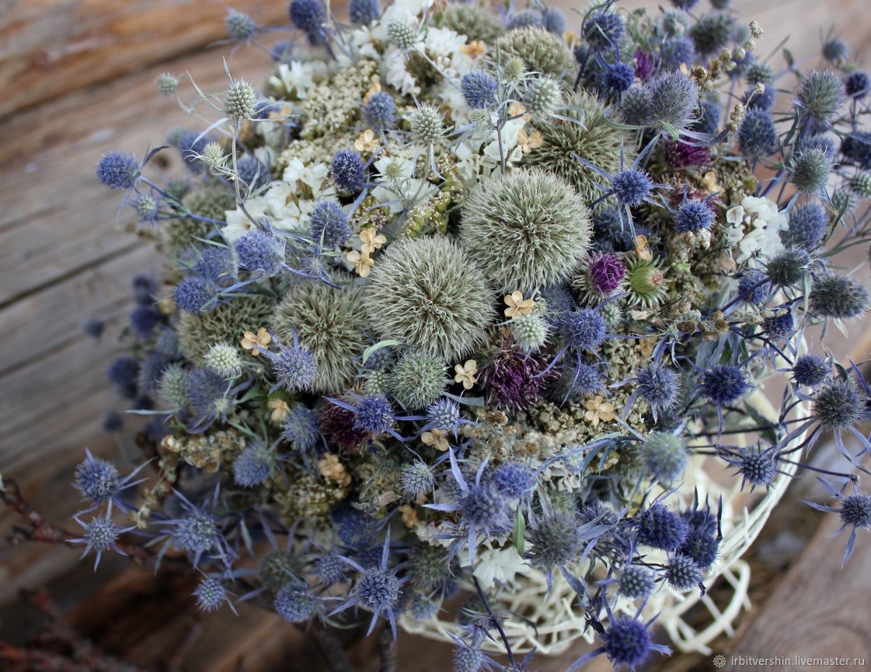 Мордовник и синеголовник