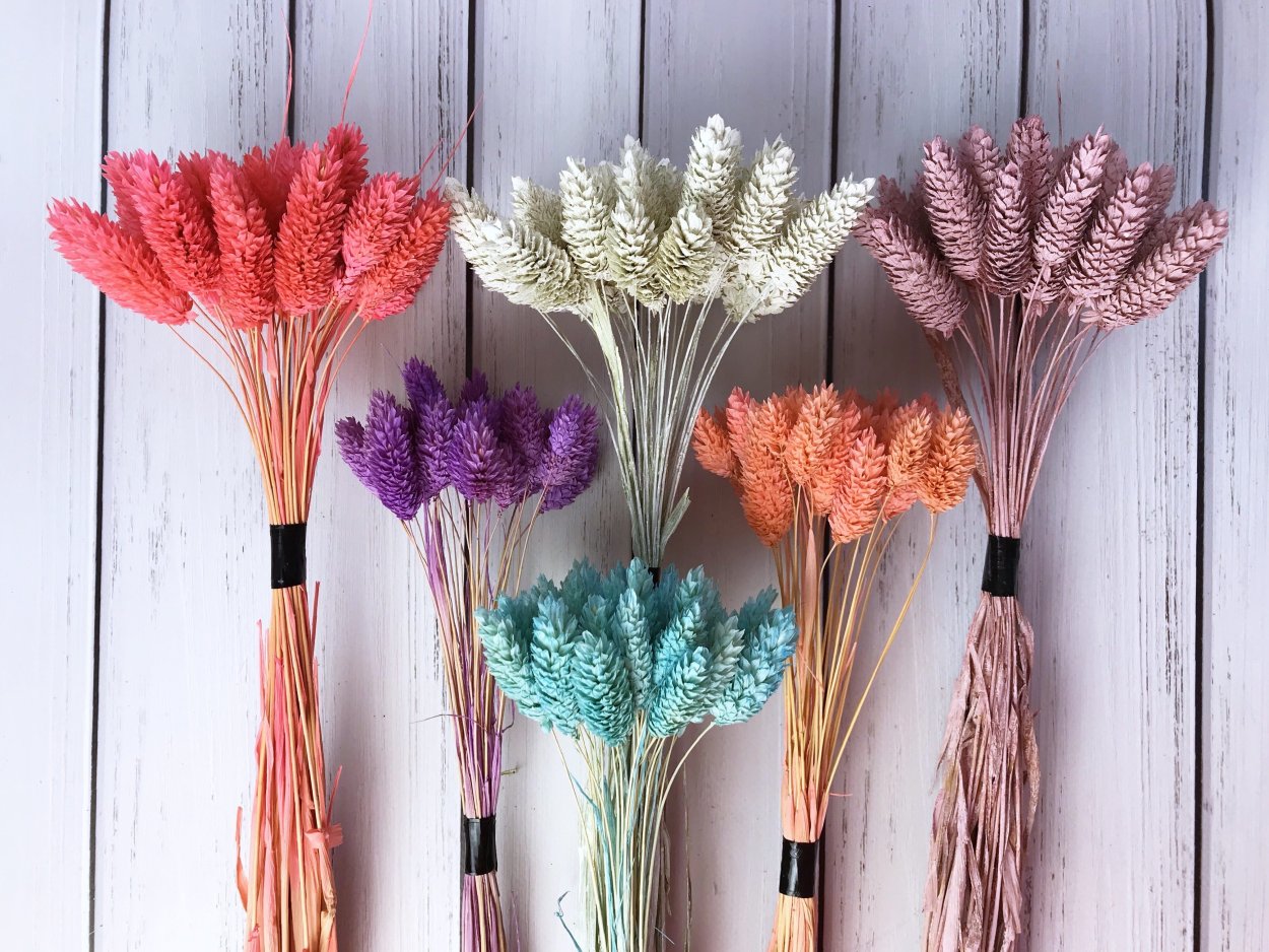 Фалярис сухоцвет розовый