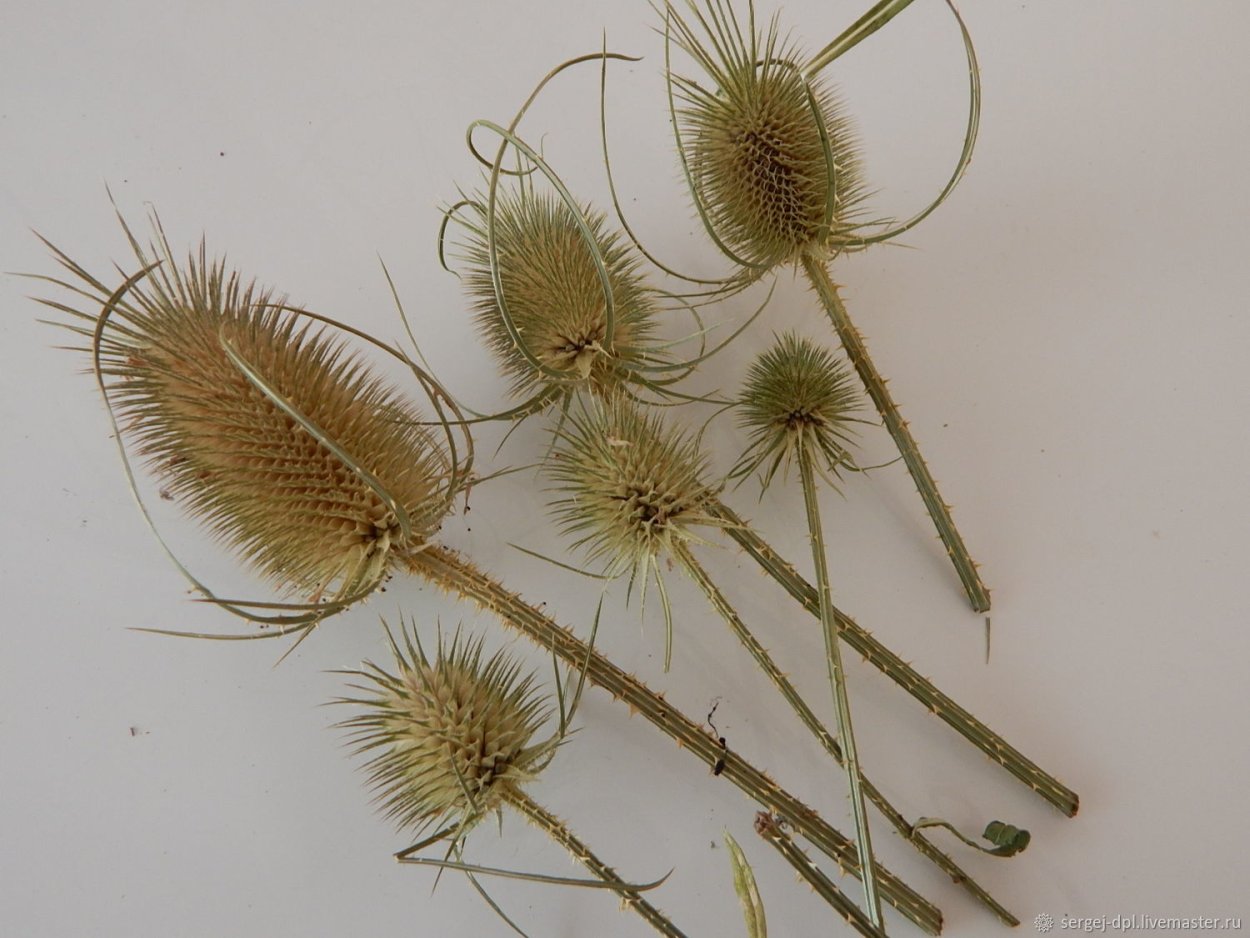 Ворсянка сухоцвет