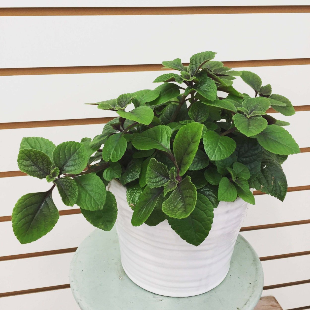 Плектрантус Аустралис