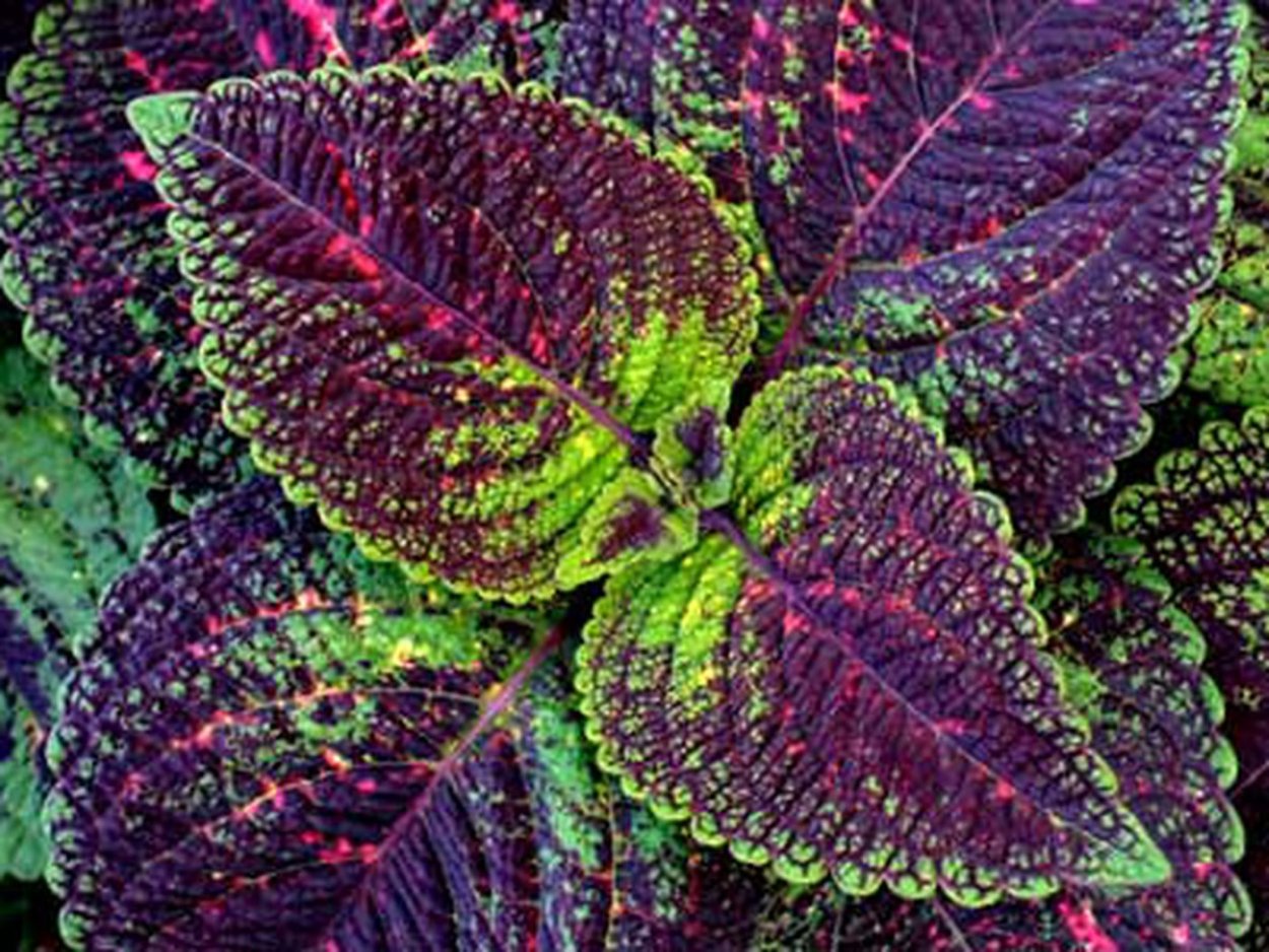 Колеус colourful