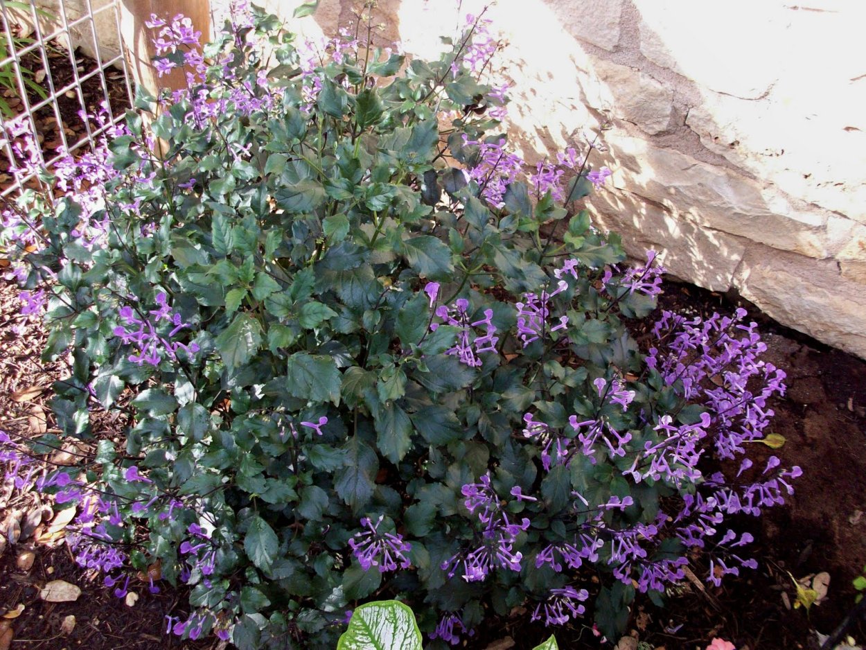 Плектрантус Мона Лиза