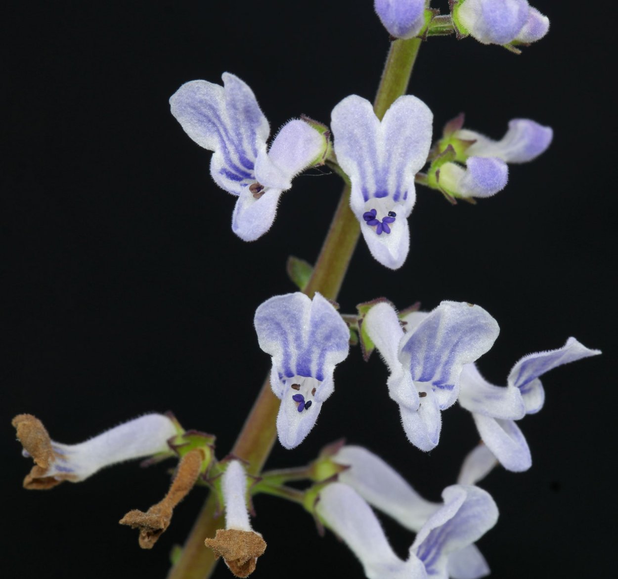 Plectranthus verticillatus