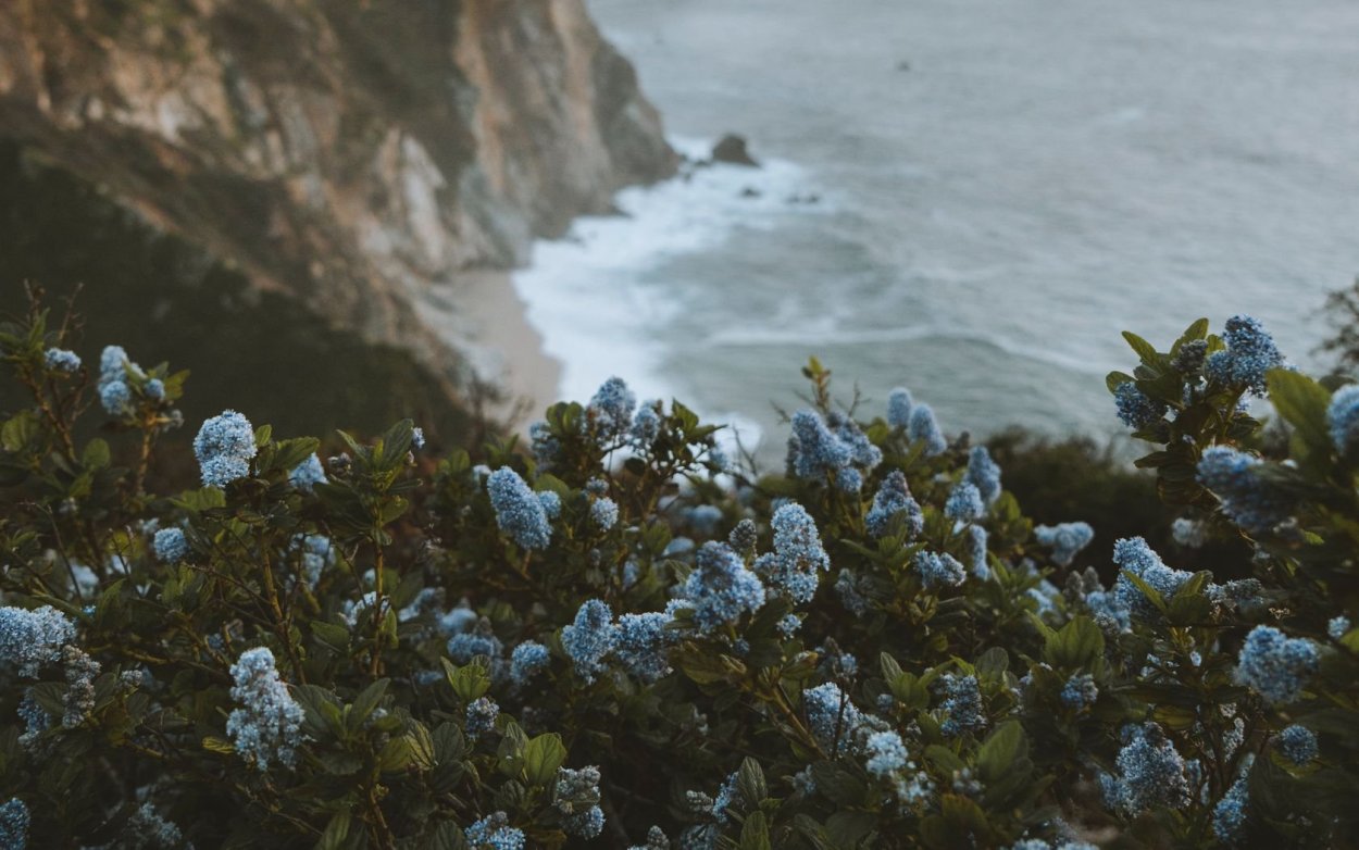 Эстетика моря и цветов